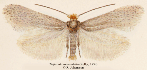 Harrisdvrgmal Trifurcula immundella