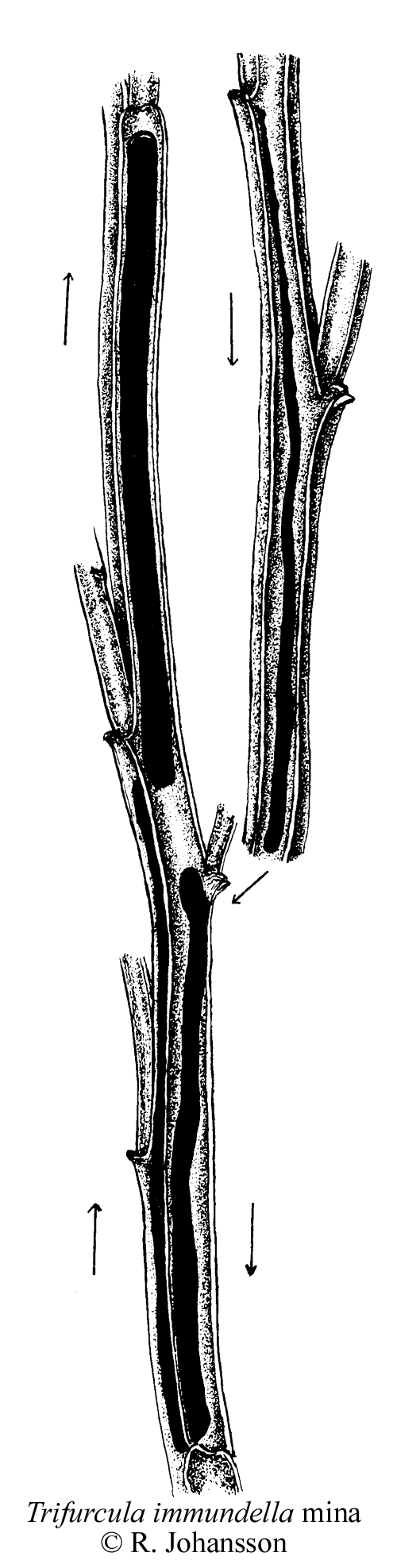 Harrisdvrgmal Trifurcula immundella