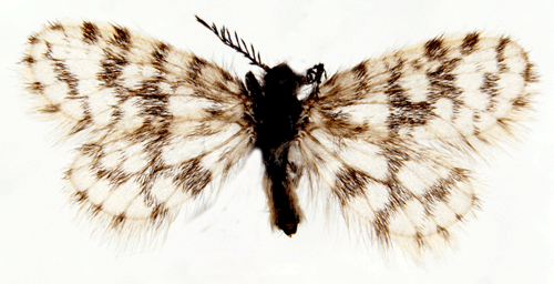 Ntsckspinnare Whittleia retiella