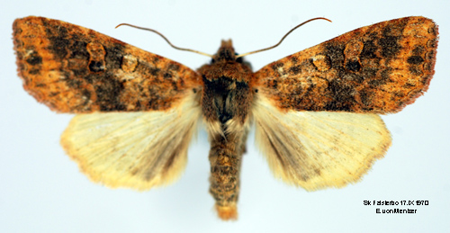 Ockragult gulvingsfly Xanthia gilvago
