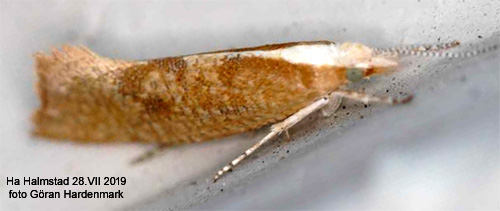 Jungfruhstmal Ypsolopha lucella