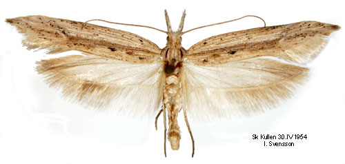 Benvedshstmal Ypsolopha mucronella