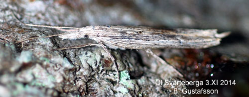 Benvedshstmal Ypsolopha mucronella