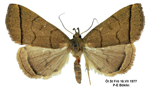 Gulgrtt tofsfly Herminia tarsipennalis