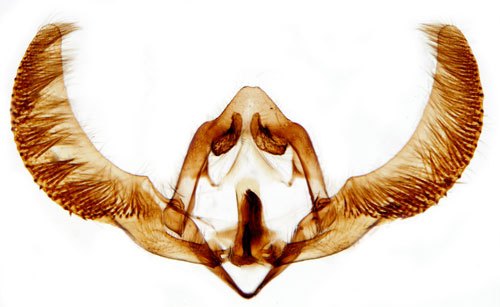 Lrktrdsvecklare Zeiraphera griseana