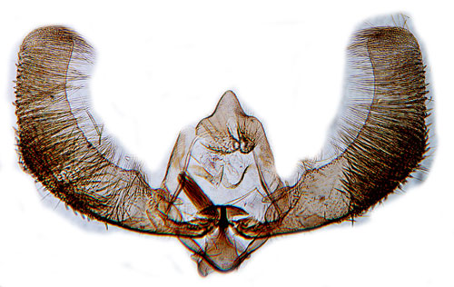 Granskottvecklare Zeiraphera ratzeburgiana