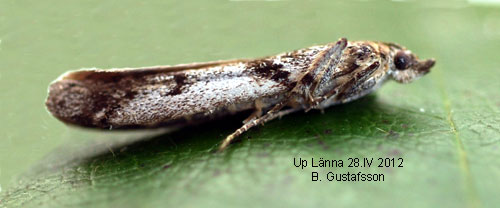 Krusbrsmott Zophodia grossulariella